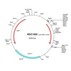 R&D Systems&trade;&nbsp;Human GP1BB (NP_000398) VersaClone cDNA