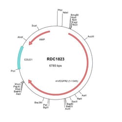 R&D Systems&trade;&nbsp;Mouse VEGFR2/KDR/Flk-1 (NP_034742) VersaClone cDNA