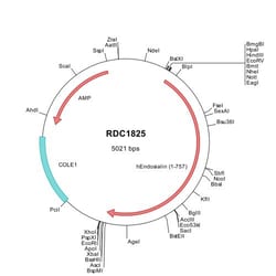 R&D Systems&trade;&nbsp;Human Endosialin/CD248 (NP_065137) VersaClone cDNA