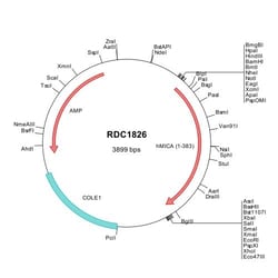 R&D Systems&trade;&nbsp;Human MICA (NP_000238) VersaClone cDNA