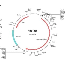 R&D Systems™ Human UNC5H1 (NP_588610) VersaClone cDNA