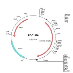 R D Systems Human USP22 (NP_056091) VersaClone cDNA 10 &mu;g | Buy Online | R&amp;D Systems&trade; | Fisher Scientific