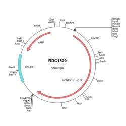 R&D Systems&trade;&nbsp;Human Contactin-1 (CAA79696) VersaClone cDNA