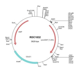 R&D Systems&trade;&nbsp;Cynomolgus Monkey CD47 (XP_015301971) VersaClone cDNA