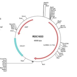 R D Systems Human LRRN1/NLRR-1 (NP_065924) VersaClone cDNA 10 &mu;g | Buy Online | R&amp;D Systems&trade; | Fisher Scientific