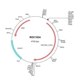 R&D Systems™ Human CD42b/GPIb alpha (NP_000164) VersaClone cDNA