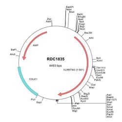 R&D Systems&trade;&nbsp;Human LRRTM3 (NP_821079) VersaClone cDNA