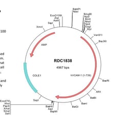 R&D Systems&trade;&nbsp;Human VCAM-1/CD106 (NP_001069) VersaClone cDNA