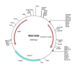 R&D Systems&trade;&nbsp;Human VSTM1 (NP_940883) VersaClone cDNA