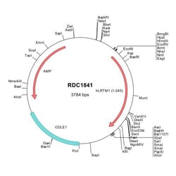 R&D Systems&trade;&nbsp;Human LRTM1 (NP_065729) VersaClone cDNA