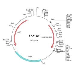 R&D Systems&trade;&nbsp;Human PRG3/MBP2 (NP_006084) VersaClone cDNA