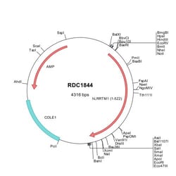 R&D Systems&trade;&nbsp;Human LRRTM1 (NP_849161) VersaClone cDNA