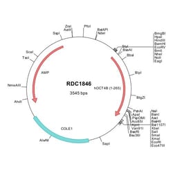 R&D Systems&trade;&nbsp;Human Oct-4B (NP_001272916) VersaClone cDNA