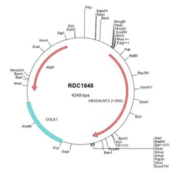 R&D Systems&trade;&nbsp;Human B3GALNT2 (NP_689703) VersaClone cDNA