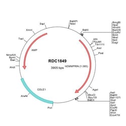 R D Systems Human EMMPRIN/CD147 (NP_001719) VersaClone cDNA 10 &mu;g | Buy Online | R&amp;D Systems&trade; | Fisher Scientific