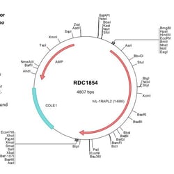 R&D Systems&trade;&nbsp;Human IL1RAPL2 (NP_059112) VersaClone cDNA