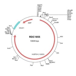 R&D Systems&trade;&nbsp;Human USP24 (NP_056121) VersaClone cDNA