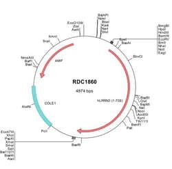 R&D Systems&trade;&nbsp;Human LRRN3/NLRR-3 (NP_060804) VersaClone cDNA