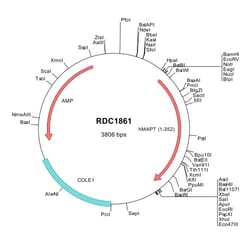 R D Systems Human Tau (NP_058525) VersaClone cDNA 10 &mu;g | Buy Online | R&amp;D Systems&trade; | Fisher Scientific