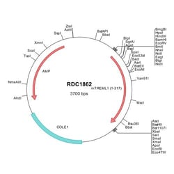 R&D Systems&trade;&nbsp;Mouse TREML1/TLT-1 (NP_001276386) VersaClone cDNA