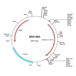 R&D Systems&trade;&nbsp;Human FCRLA (NP_116127) VersaClone cDNA