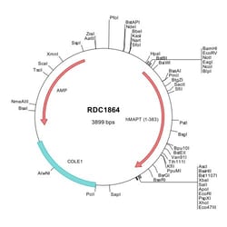 R&D Systems&trade;&nbsp;Human Tau (NP_058518) VersaClone cDNA