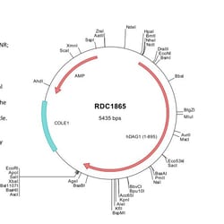 R&D Systems&trade;&nbsp;Human Dystroglycan (NP_004384) VersaClone cDNA