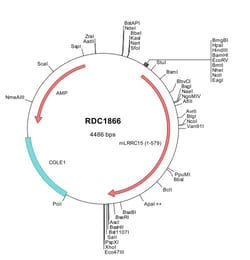 R&D Systems&trade;&nbsp;Mouse LRRC15 (NP_083249) VersaClone cDNA