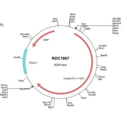 R&D Systems&trade;&nbsp;Human Leptin R (NP_002294) VersaClone cDNA
