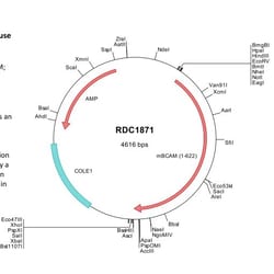 R&D Systems&trade;&nbsp;Mouse BCAM (NP_065232) VersaClone cDNA