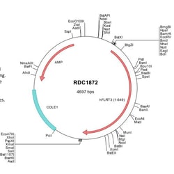 R&D Systems&trade;&nbsp;Human FLRT3 (NP_037413) VersaClone cDNA