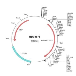 R&D Systems&trade;&nbsp;Human SIGIRR (NP_068577) VersaClone cDNA