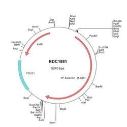 R&D Systems&trade;&nbsp;Human P-Selectin/CD62P (NP_002996) VersaClone cDNA