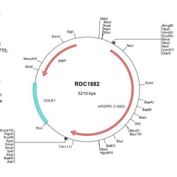R&D Systems&trade;&nbsp;Mouse FGFR1 (NP_001073377) VersaClone cDNA