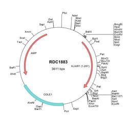 R&D Systems&trade;&nbsp;Human LAIR1 (NP_002278) VersaClone cDNA