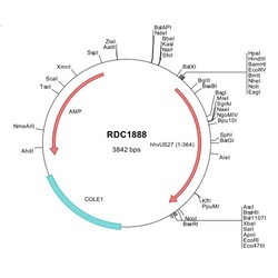 R&D Systems&trade;&nbsp;Human Herpesvirus US27 (YP_081611) VersaClone cDNA
