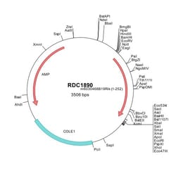 R D Systems Mouse 6030468B19Rik (NP_084240) VersaClone cDNA 10 &mu;g | Buy Online | R&amp;D Systems&trade; | Fisher Scientific