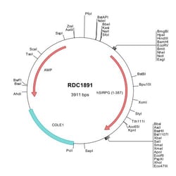 R&D Systems&trade;&nbsp;Human SIRP gamma/CD172g (NP_061026) VersaClone cDNA