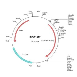 R&D Systems™ Human TGF-beta 1 (NP_000651) VersaClone cDNA