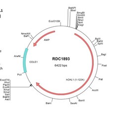 R D Systems Human CHL-1/L1CAM-2 (NP_006605) VersaClone cDNA 10 &mu;g | Buy Online | R&amp;D Systems&trade; | Fisher Scientific