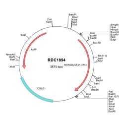 R&D Systems&trade;&nbsp;Human KIR2DL5A/CD158f (NP_065396) VersaClone cDNA