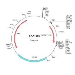 R&D Systems&trade;&nbsp;Human LAIR2 (NP_002279) VersaClone cDNA