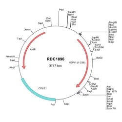 R&D Systems&trade;&nbsp;Human GPVI (NP_057447) VersaClone cDNA