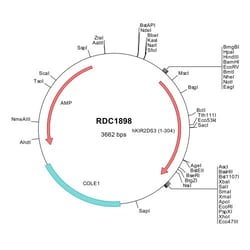 R&D Systems&trade;&nbsp;Human KIR2DS3 (NP_036445) VersaClone cDNA
