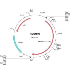 R&D Systems&trade;&nbsp;Human Kirrel2/NEPH3 (NP_945649) VersaClone cDNA