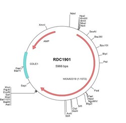 R&D Systems&trade;&nbsp;Human KIAA0319 (NP_055624) VersaClone cDNA