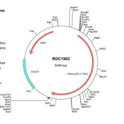 R&D Systems&trade;&nbsp;Human Semaphorin 3G (NP_064548) VersaClone cDNA