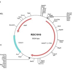 R&D Systems&trade;&nbsp;Human Tau (NP_058519) VersaClone cDNA