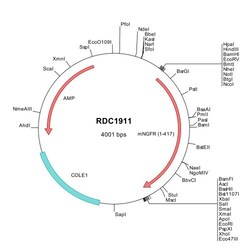 R D Systems Mouse NGFR/TNFRSF16 (Q9Z0W1) VersaClone cDNA 10 &mu;g | Buy Online | R&amp;D Systems&trade; | Fisher Scientific