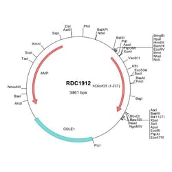 R&D Systems&trade;&nbsp;Human G6b (NP_079536) VersaClone cDNA